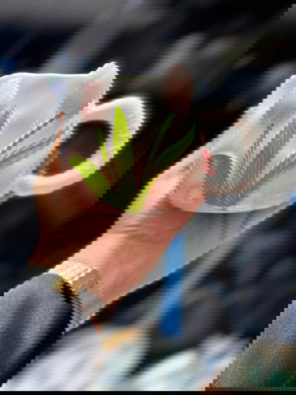 مج بورسلين ورده توليب 4 لون Image 5 Preview