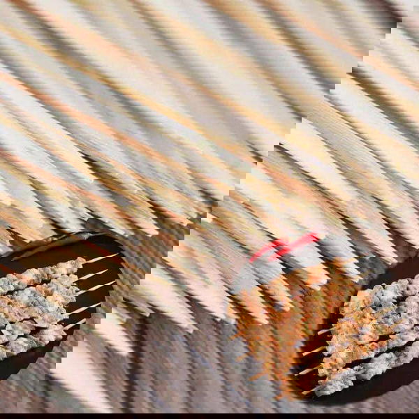 خله شيش طاووك وسط Image 1 Preview