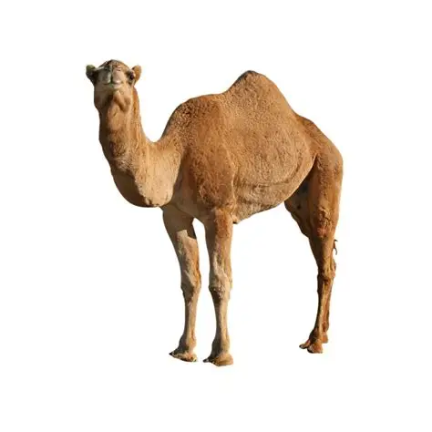 لحم حاشي  Image 1 Preview