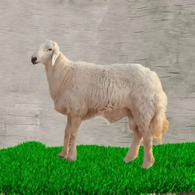 لحم حري Image 1 Preview