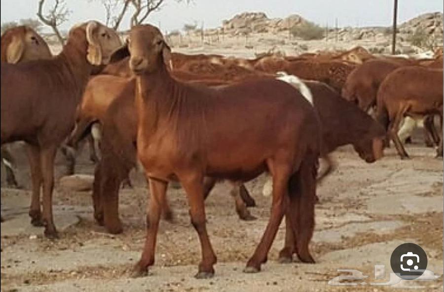 لحم سواكني  Preview Image