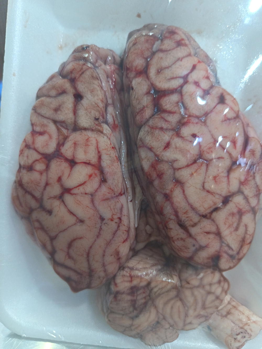 مخ بلدي Preview Image