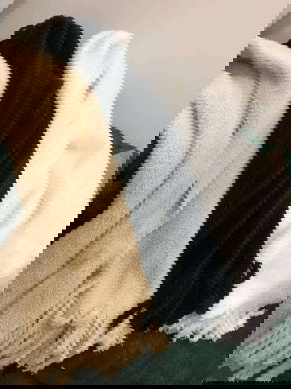 شال Image 2 Preview