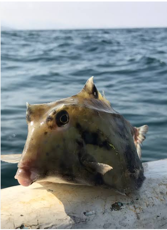 الصندوق الماظه  Image 1 Preview