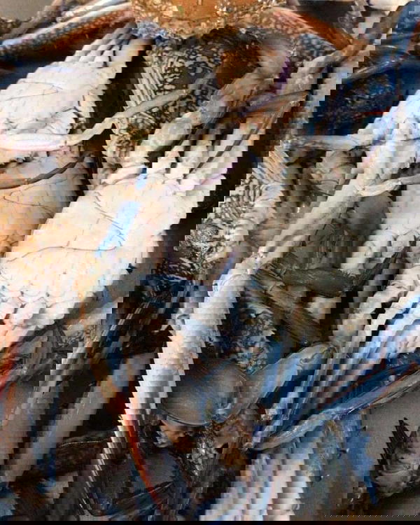 كابوريا 2 كيلو ب 100 Image 1 Preview