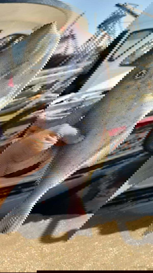شعور  Image 1 Preview