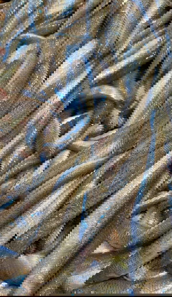 تونه  Image 1 Preview