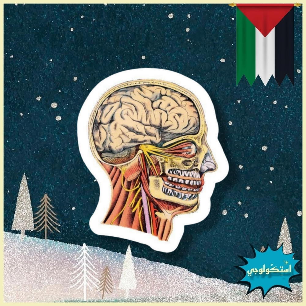 Skull Preview Image