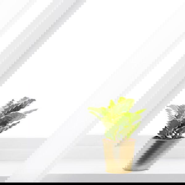  DAIDAI آنية نباتات, لون نحاسي 9 سم Image 2 Preview