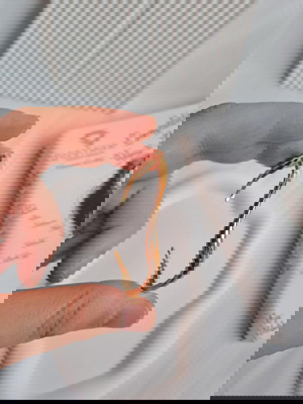 اسورة موجه Image 1 Preview