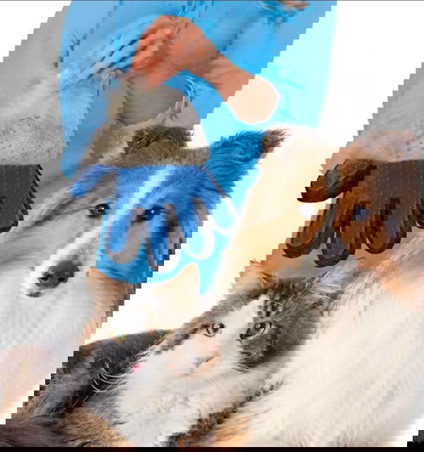 كف تنضيف الشعر للقطط والكلاب  Image 1 Preview