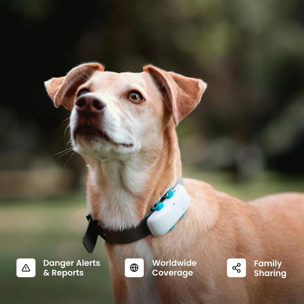 طوق تتبع  Image 8 Preview
