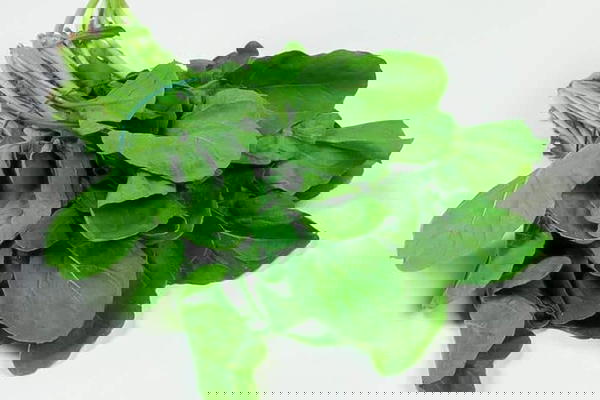 جرجير Image 1 Preview