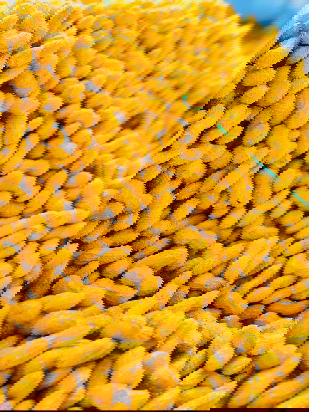 سوداني بقشرة محمص مملح  Preview Image