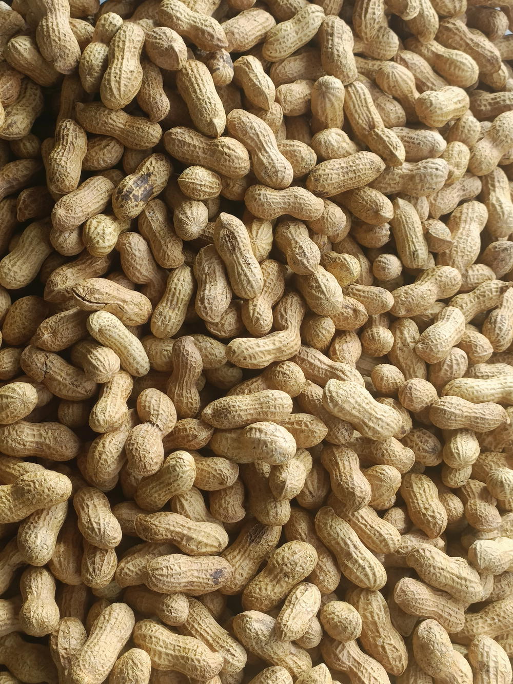 فول سوداني بقشرة محمص بدون ملح  Preview Image