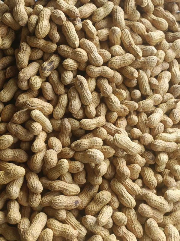 فول سوداني بقشرة محمص بدون ملح  Image 1 Preview