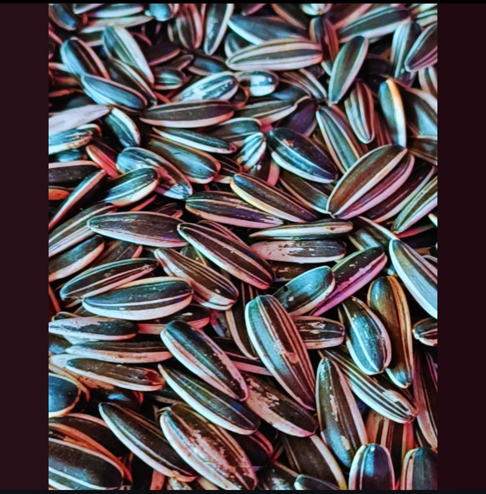 لب سوري محمص بدون ملح  Preview Image