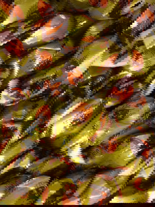 بنبون سيما فقش حشو شيكولاته  Image 1 Preview