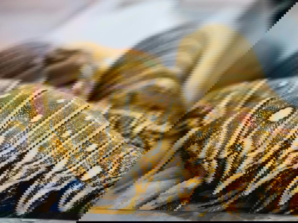 ذيول استاكوزا Preview Image
