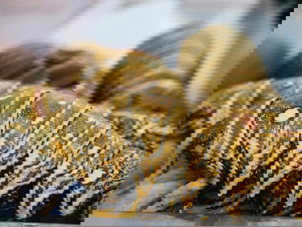 ذيول استاكوزا Image 1 Preview