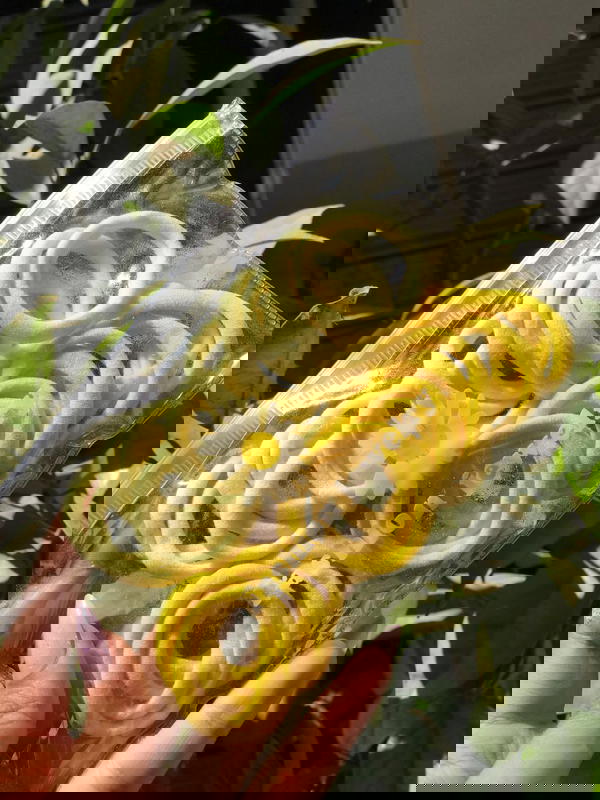 كيس اساتك للقطة 😂💖 Image 3 Preview