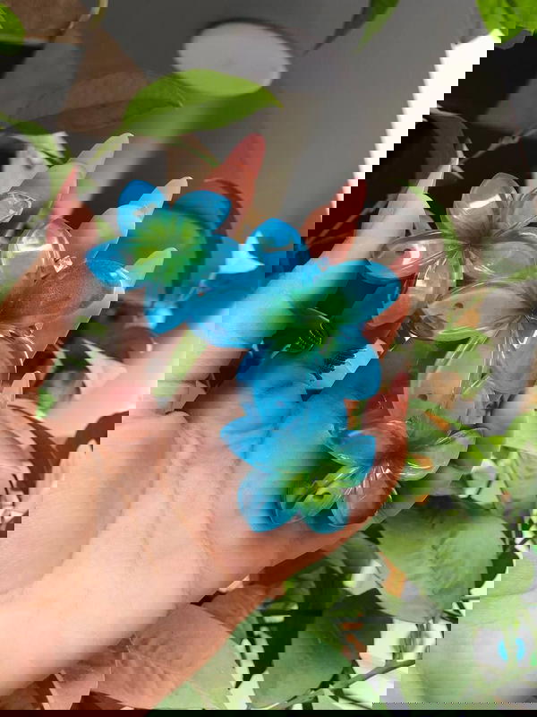 ููุงุด ูุฑุฏู  ๐ Image 3 Preview