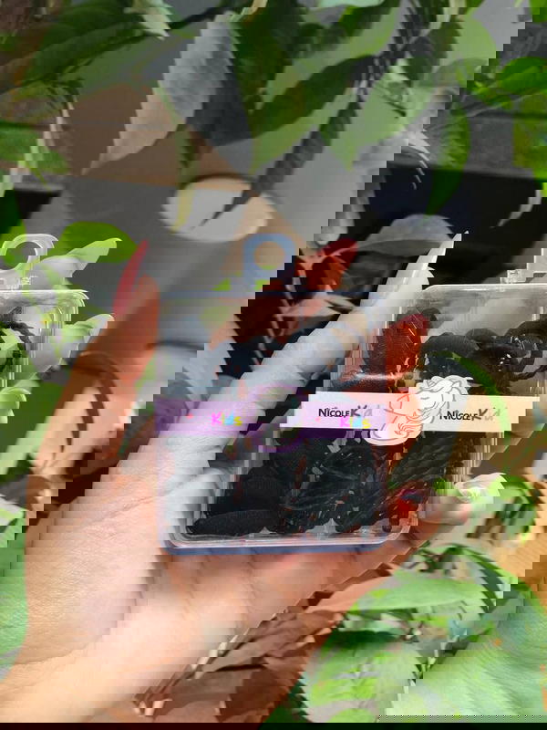 A beautiful hair tie jar ูู ุงููุงู ูุชูุฑ Image 7 Preview