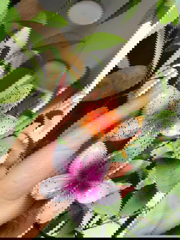 Rose glove ๐ธ๐๐ฆฉ๐๐ท Image 9 Preview