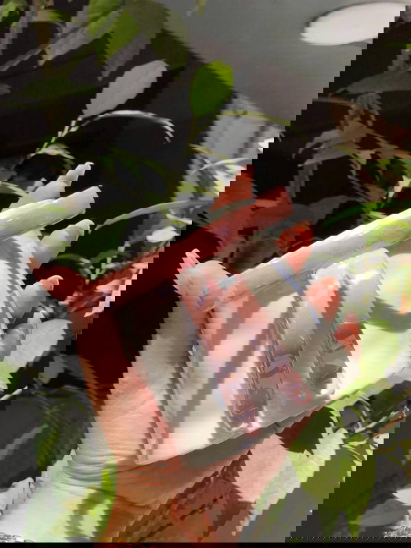 Porcelain Bow mugs ☕🎀ྀིྀི Image 5 Preview