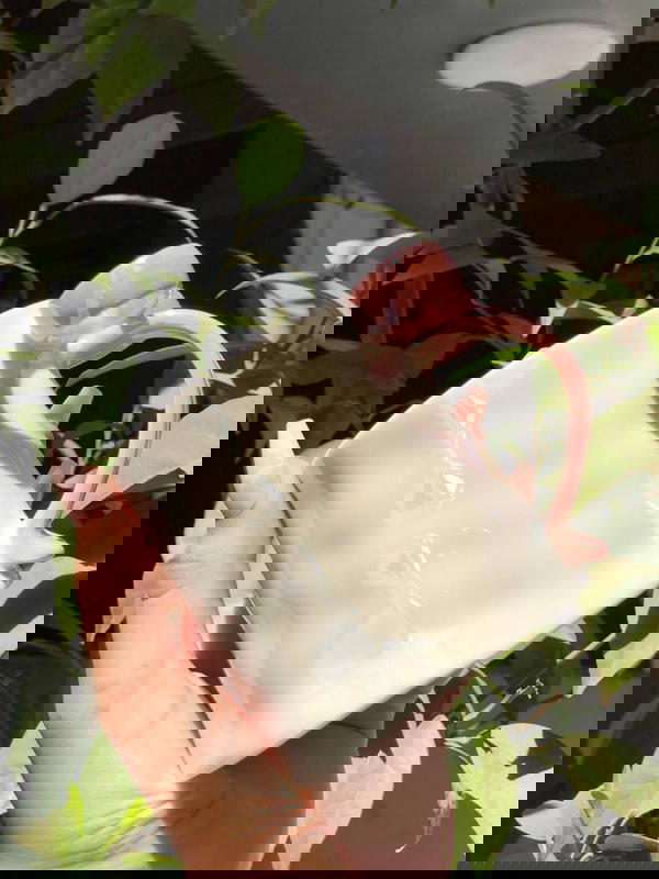 Porcelain Bow mugs ☕🎀ྀིྀི Image 6 Preview