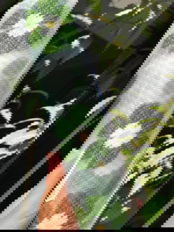 ุฑูู ููู
 ุณูููููู ู
ุณุชูุฑุฏ ุงุดูุงู ูุงู Image 2 Preview