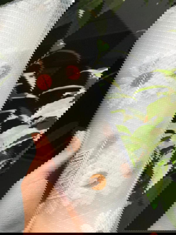 ุฑูู ููู
 ุณูููููู ู
ุณุชูุฑุฏ ู
ูุงุณ 10ู
ุชุฑ *30ุณู
  Image 9 Preview