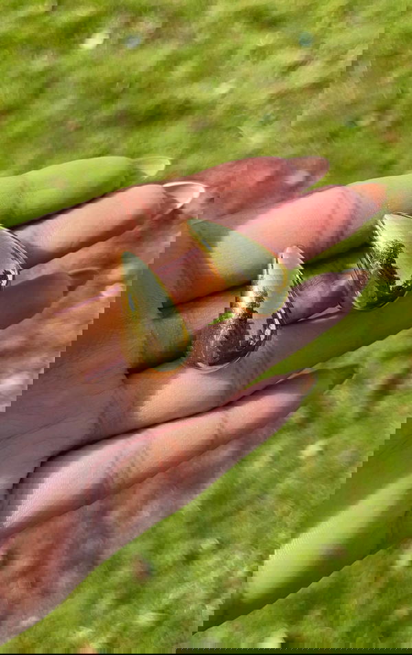 Pure stainless teardrop earrings ๐ง๐ Image 5 Preview