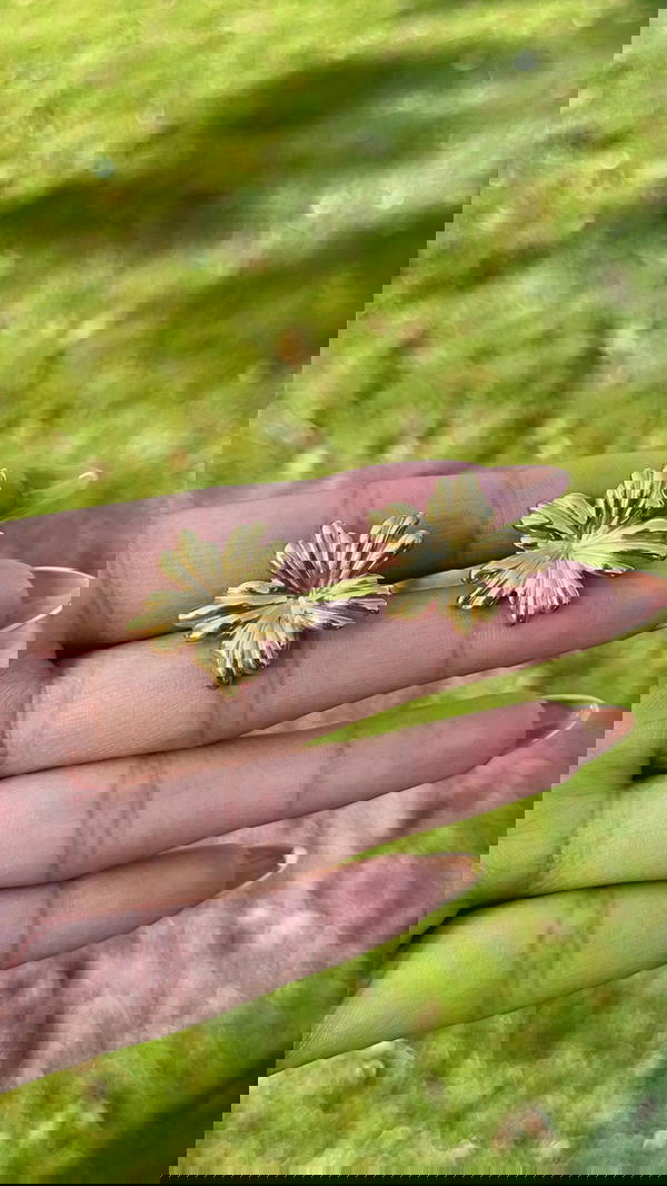 Flower 🌺౨ৎ🌸 Image 4 Preview