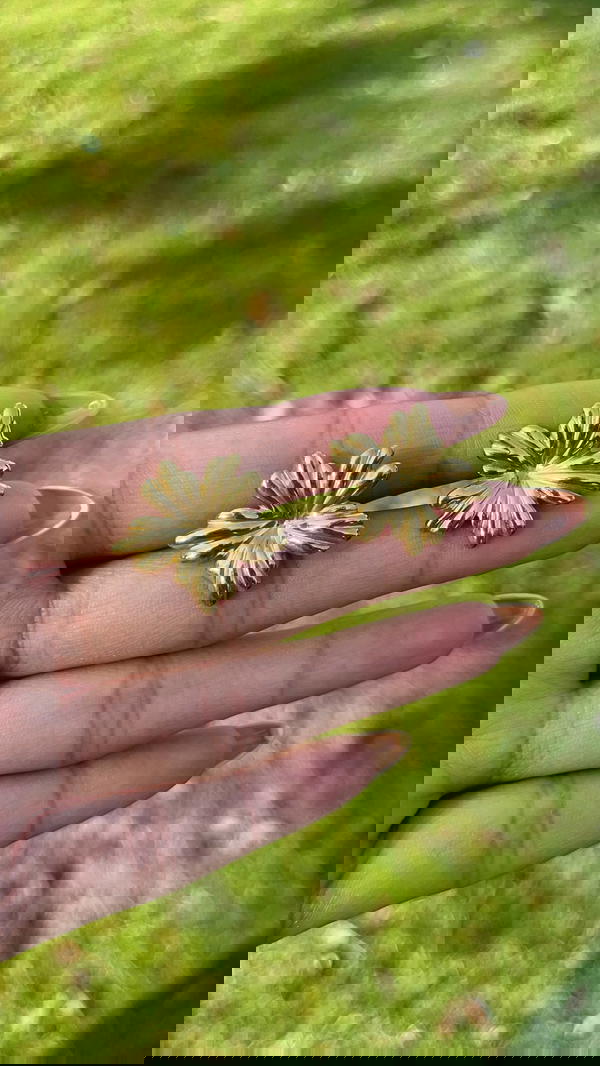 Flower 🌺౨ৎ🌸 Image 5 Preview