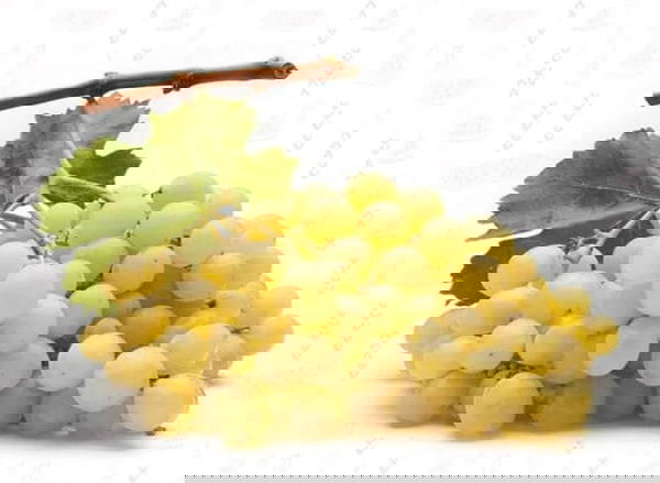 عنب بلدي Image 1 Preview