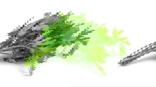 كرفس بلدي   Image 1 Preview