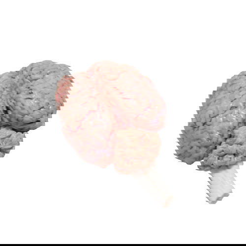 مخ  Image 1 Preview