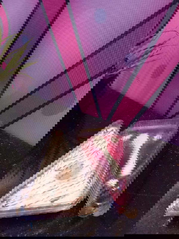 تشيز كيك  Image 1 Preview