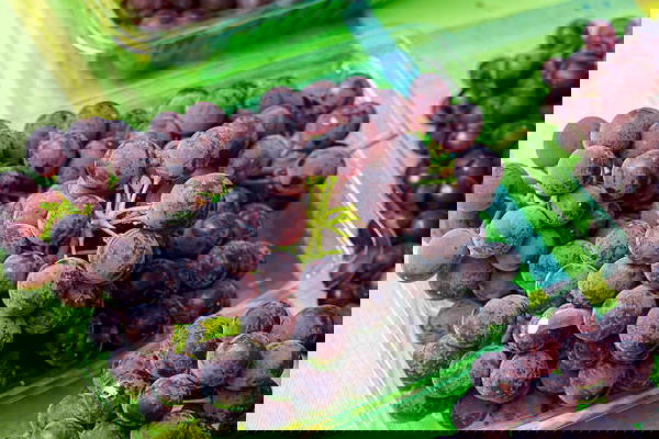 عنب احمر🍇 Image 2 Preview