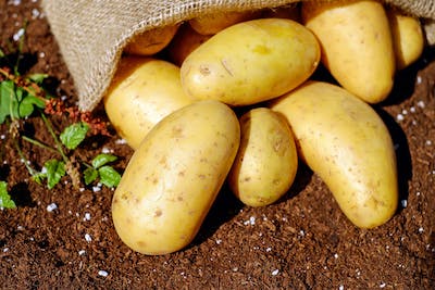 بطاطس🥔 Preview Image