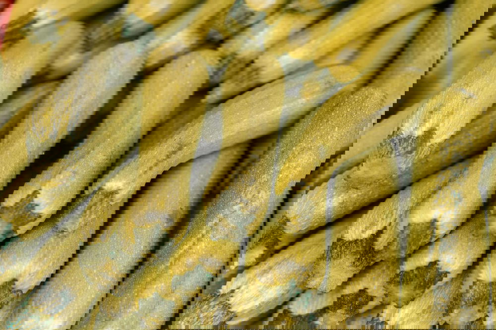 كوسة Preview Image