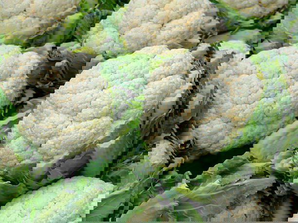 قرنبيط  Preview Image