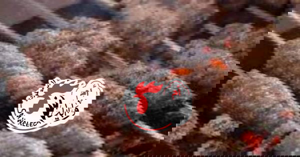 1/4 كفته مشوي(سلطه +عيش) Image 1 Preview