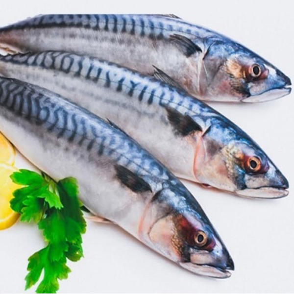 سمك ماكريل بالكيلو  Image 1 Preview